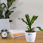 Dracaena dara singh, with 5.5 inches white decor pot